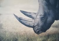 rhino, oils on mdf-plate, 50x70 cm