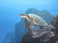 turtle, oil on canvas, 60x80 cm