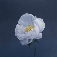 white flower, oil on mdf-plate, 40x40 cm